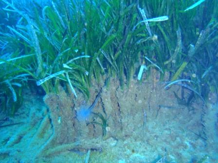 Ποσειδωνια σε ανάπτυξη